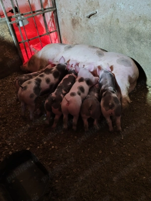 Pietrain belgian  - imagine 2