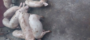 De vanzare - imagine 4