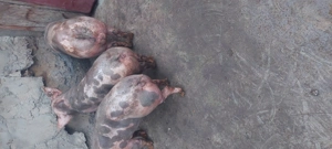 De vanzare - imagine 4