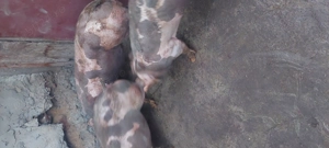 De vanzare - imagine 2