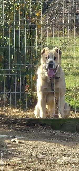 Ciobanesc de asia centrala  schimb