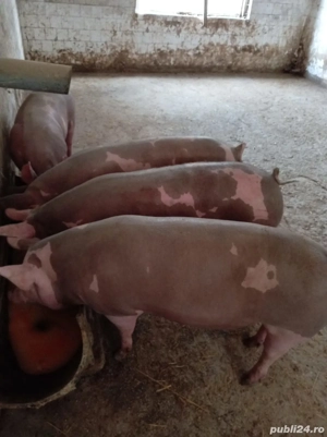 Vând porci 