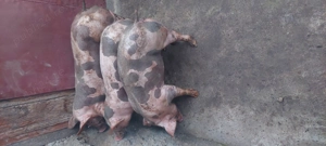 De vanzare - imagine 5