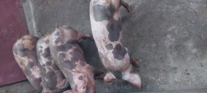 De vanzare - imagine 3