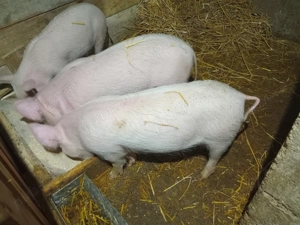 Vand purcei de 11 saptamani 