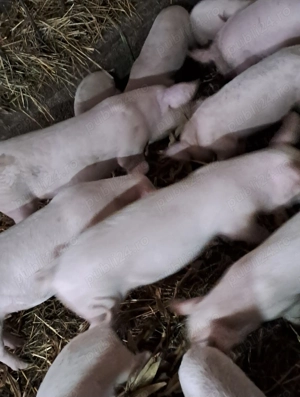 Purcei de vanzare , preț negociabil 