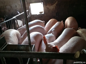 vând porci de carne 