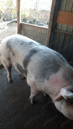 Vand porc de tăiat  - imagine 2