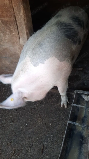 Vand porc de tăiat  - imagine 5