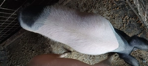 Porci 100-130 kg - imagine 3