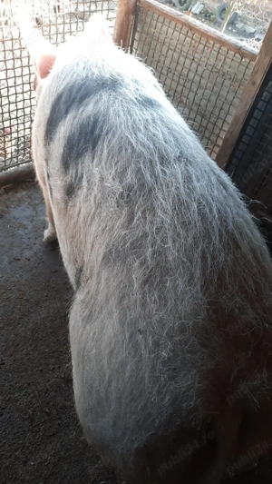 Vand porc de tăiat  - imagine 4