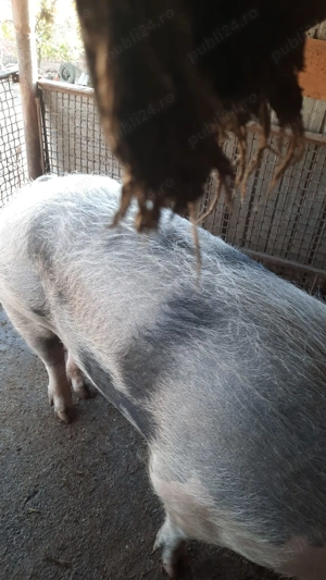 Vand porc de tăiat  - imagine 3