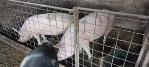 Porci 100-130 kg - imagine 2