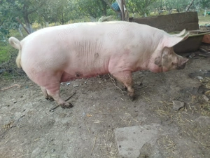 Vând porc marele alb cu pietran - imagine 3