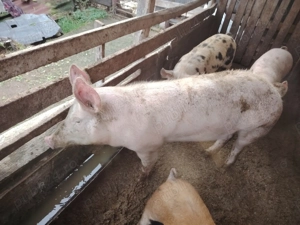 Vând porci de carne pietrain  - imagine 2