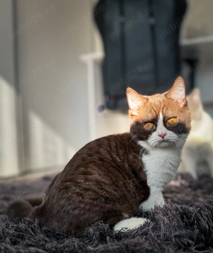 Pisică british shorthair chocolate
