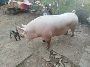 Vând porc marele alb cu pietran - imagine 2