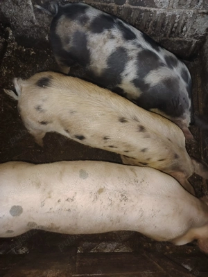 Vând porci de carne pietrain  - imagine 4