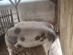 Vând porci de carne pietrain  - imagine 3