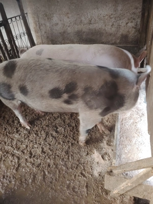 Vând porci de carne pietrain  - imagine 5