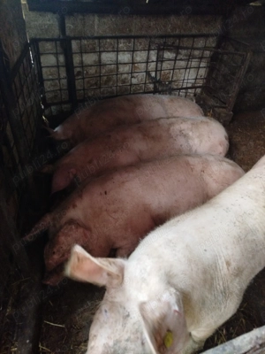 Vând porc marele alb cu pietran - imagine 4