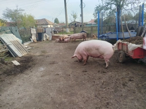 Vând porc marele alb cu pietran