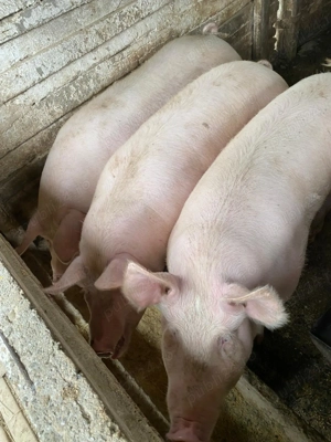 Porci grasi - imagine 2