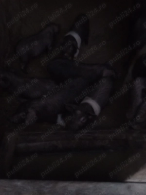 Purcei bazna 12 săptămâni 