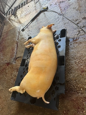 Porci ,vitei,oi  - imagine 3