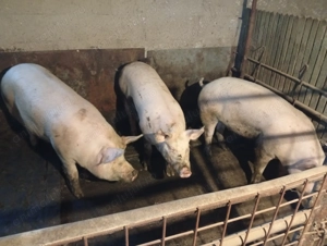 De vânzare: întreg, carcasa sau chiar sfert - imagine 2