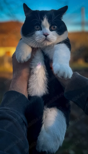 British shorthair motan pui bicolor