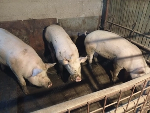 De vânzare: întreg, carcasa sau chiar sfert