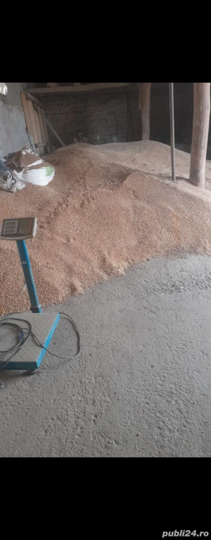 Vând grâu producție 2025