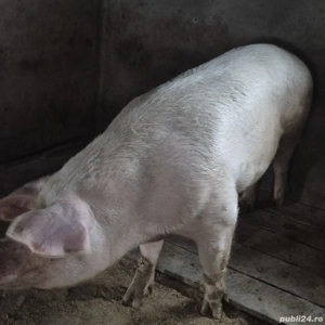 porci de vinzare - imagine 2