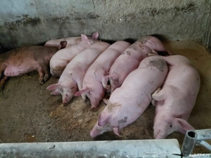 porci de vinzare - imagine 3