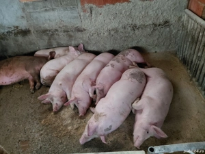 porci de vinzare - imagine 4