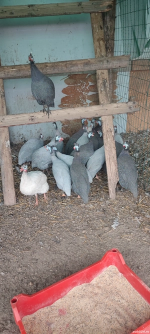 Bibilici de vânzare  - imagine 2