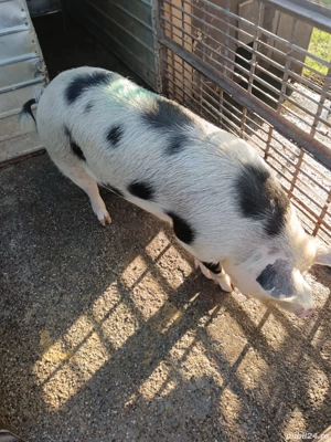 Vind porc de taiat intre 120,130 kg.