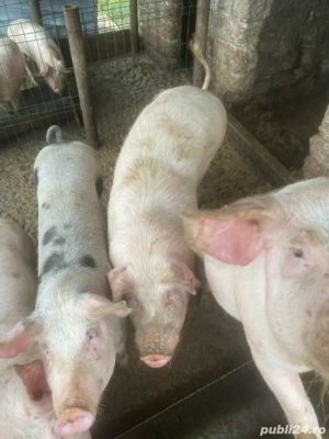 Porci de vanzare - imagine 2