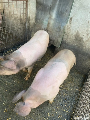 Porci de vânzare 