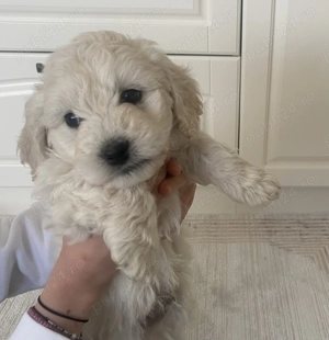 Vând cățeluși drăgălași iubitorilor de animăluțe (Bichon+ Maltipoo) - imagine 5