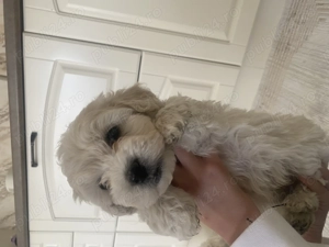 Vând cățeluși drăgălași iubitorilor de animăluțe (Bichon+ Maltipoo) - imagine 4