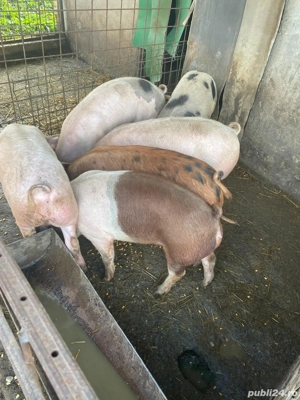 Porci de vanzare - imagine 4