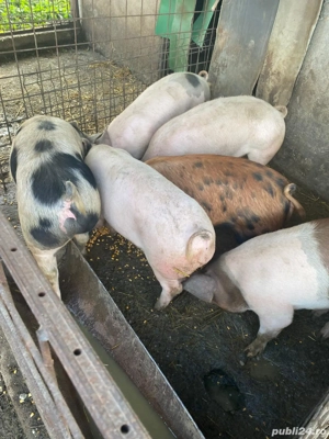 Porci de vanzare - imagine 3
