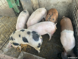 Porci de vanzare - imagine 2