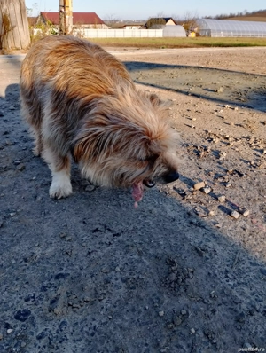 Dau spre adoptie - imagine 2