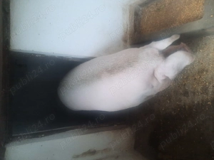 Vand scroafa 10 ron  kg - imagine 2