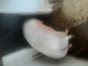 Vand scroafa 11 ron  kg