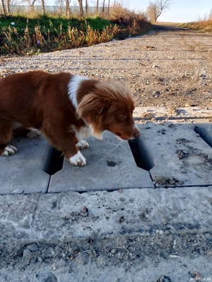 Dau spre adoptie - imagine 4