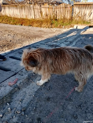 Dau spre adoptie - imagine 3